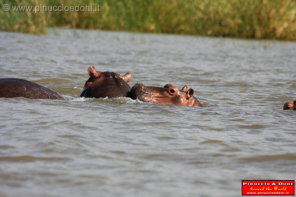 Ethiopia - Lago Chamo - Ippopotami - Hippos - 14.jpg